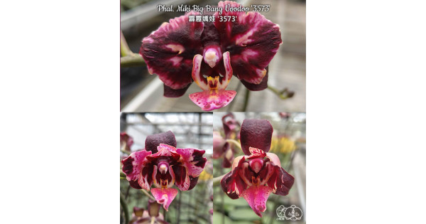 Орхiдея Phal. Miki Big Bang Voodoo 3573 - купити, доставка Україна